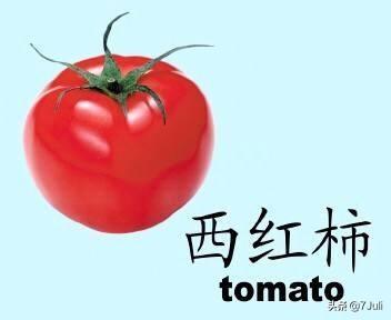 西红柿（西红柿属于寒性还是热性）