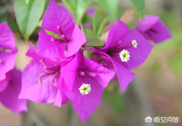 三角梅(三角梅最低温度能耐多少度)