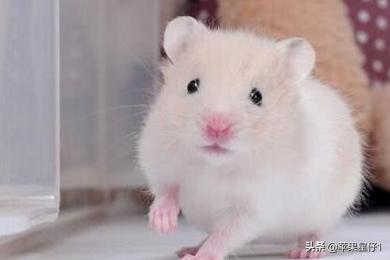 超级宠物驯养师（超级宠物培养系统）